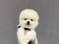Orjinal kaliteli pomeranian boo yavrularımız teslime hazır