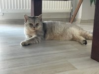 ÇOK AKILLI UYSAL BRİTİSH SHORTHAİR OĞLUMUZA YUVA ARIYORUZ