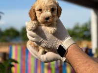 Maltipoo Yavrular Adrese Gönderim ve Kapıda Ödeme Vardır