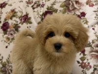 Biblo Maltipoo Küt Burun