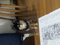 POMERANIAN spitz