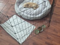 20 mart doğumlu golden retriever çiş eğitimi var