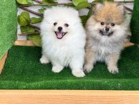 Pomeranian Boo Bebekleri