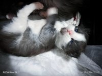 Şecereli safkan Maine coon