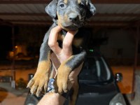 TESLİME HAZIR DOBERMAN KÖPEKLER