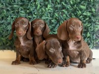 Popüler ırk mini dachshund yavrular