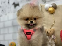 Minik teddy bear pomeranian kızımız