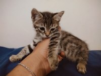 3 kardeş yavru tekir kedilerimiz