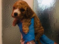 Maltipoo yavrularım orijinal