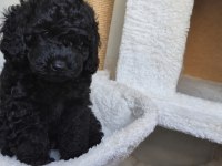 Black Kore Toy Poodle