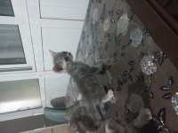 KUSURSUZ BRİTİSH YAVRULARIMIZ