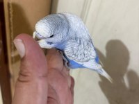 31 Günlük Muhabbet Kuşu Oğlan Bebek