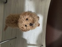 3-4 aylık toy poodle dişi