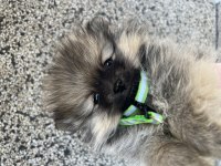 Nadir tüy rengine sahip eşsiz pomeranian yavrusu