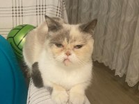 Egzotik basık surat kedimiz