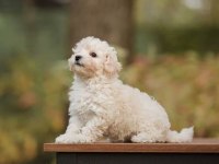 65 günlük aşıları tam maltipoo oğlumuz