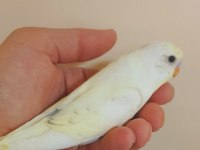 EFSANE RENK CREMİO ERKEK BEBEK MUHABBET KUŞU