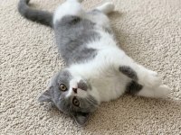 Muhteşem Renk British Shorthair Bicolor Dişi Yavrular