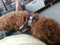 10 aylık poodle