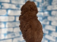 Toy poodle yavruları