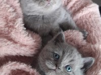 Yavrularımız çok güzel saf ırktır scottish fold