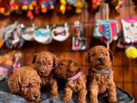 Şecereli toy poodle yavrularımız
