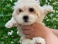 Maltipoo bebekler
