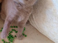 FISTILİNKO KEDİMİZ