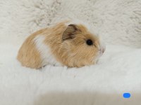 Guinea Pig Bebeklerimiz