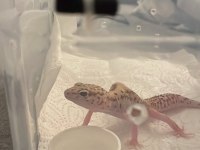 Leopard Gecko