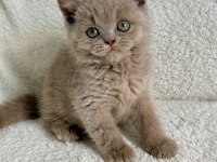 British shorthair fawn erkek yavru
