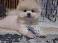 Show Kalite Pomeranian Boo Erkek Yavru
