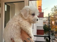 Terrier maltese