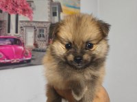 Pomeranian Boo yavruları