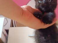 Acil uyguna safkan british shorthair silver