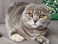 10 Aylık Scottish Fold Erkek