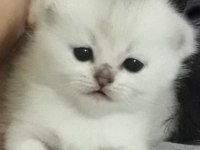 Beş kuşak secereli british shorthair bebekleri