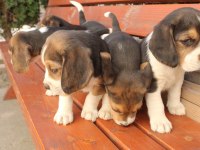 Muhteşem beagle yavrularımız