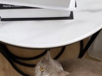 British shorthair kedimiz 2 yaşında