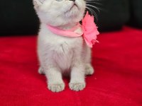 Scottish straight ve scottish fold yavrular