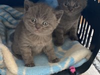 1.5 aylık british shorthair