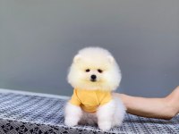 Pomeranian Yavrularımız