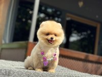 Yavru Pomeranian Boolarımız