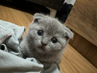 2.5 aylık scottish fold yavrular