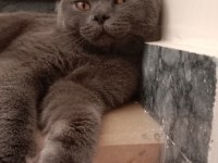 Scottish fold erkek kedimiz