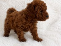 Kore teacup poodle erkek yavrular