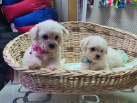 Orjinal bichon FRİSE yavrularımız