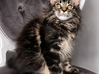Üst Kaliteli Maine Coon Yavrular