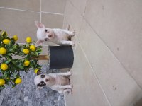 KÖPEĞİMİZDE KUSUR ARAMAYIN BULAMAZSINIZ