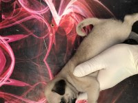 Kaliteli yavru pug sahibi olmak isteyen iletişime geçebilir
